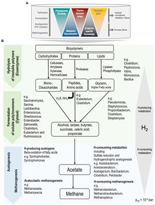 The role of microbial ecology in improving the performance of anaerobic digestion of sewage sludge